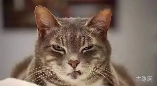 猫猫栽培攻略(喵喵栽培猫用光了)